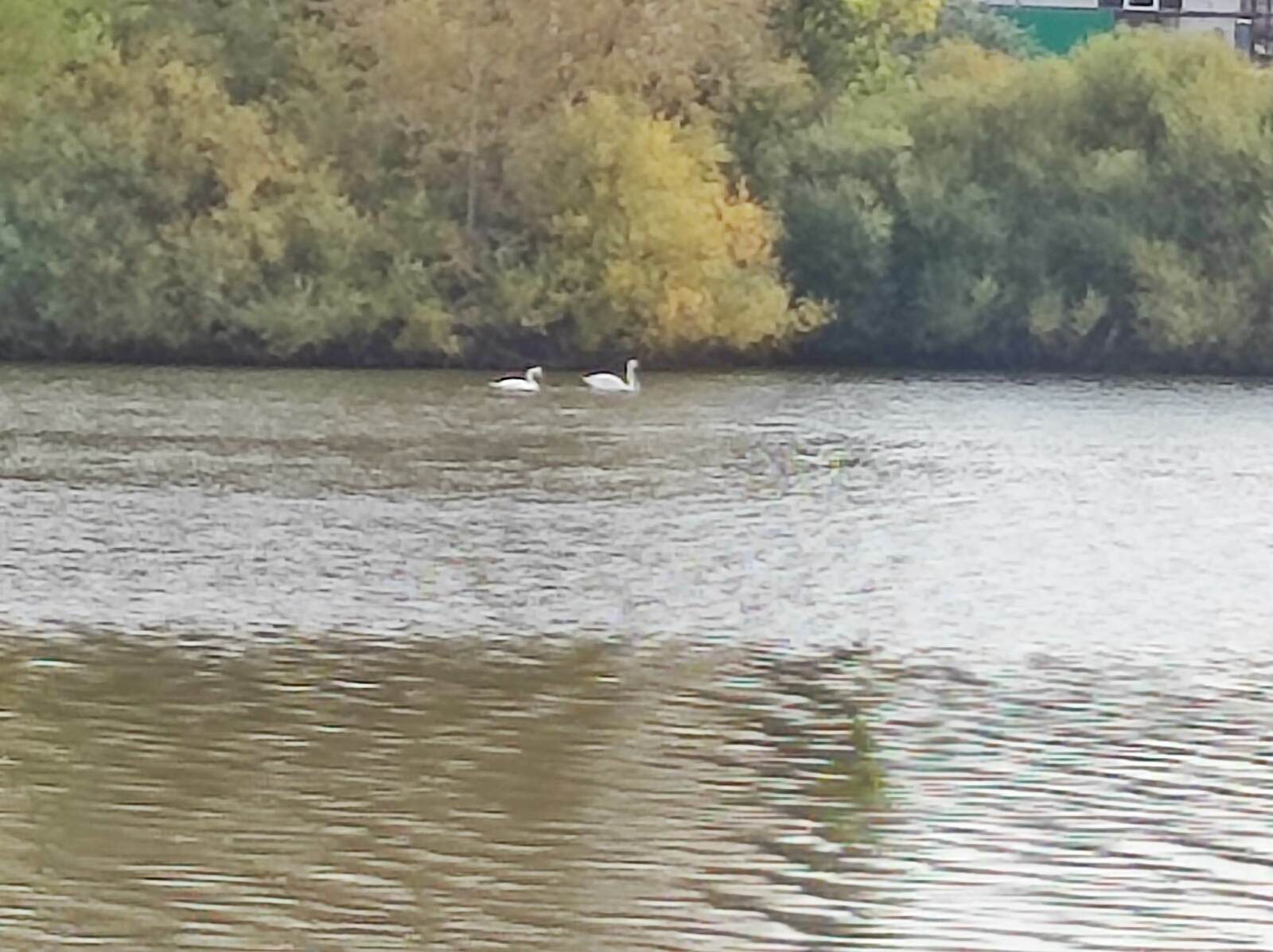 Баймаҡ паркы - яратҡан ял итеү урыны