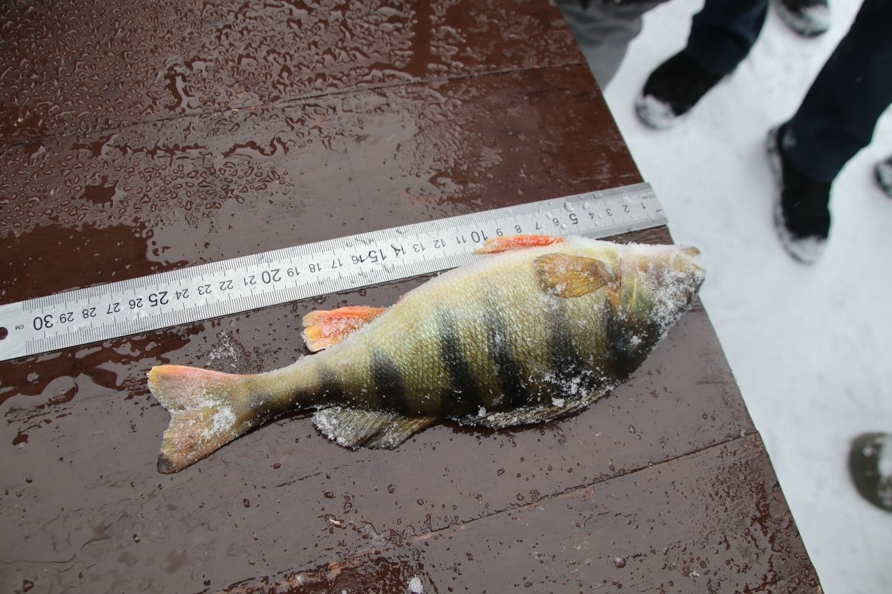 Балыҡсылар ярышты