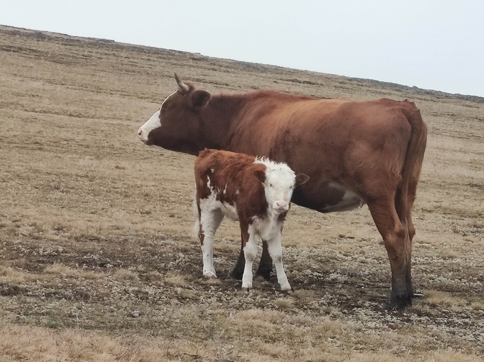 Мал ауырыуҙары таралмаһын өсөн
