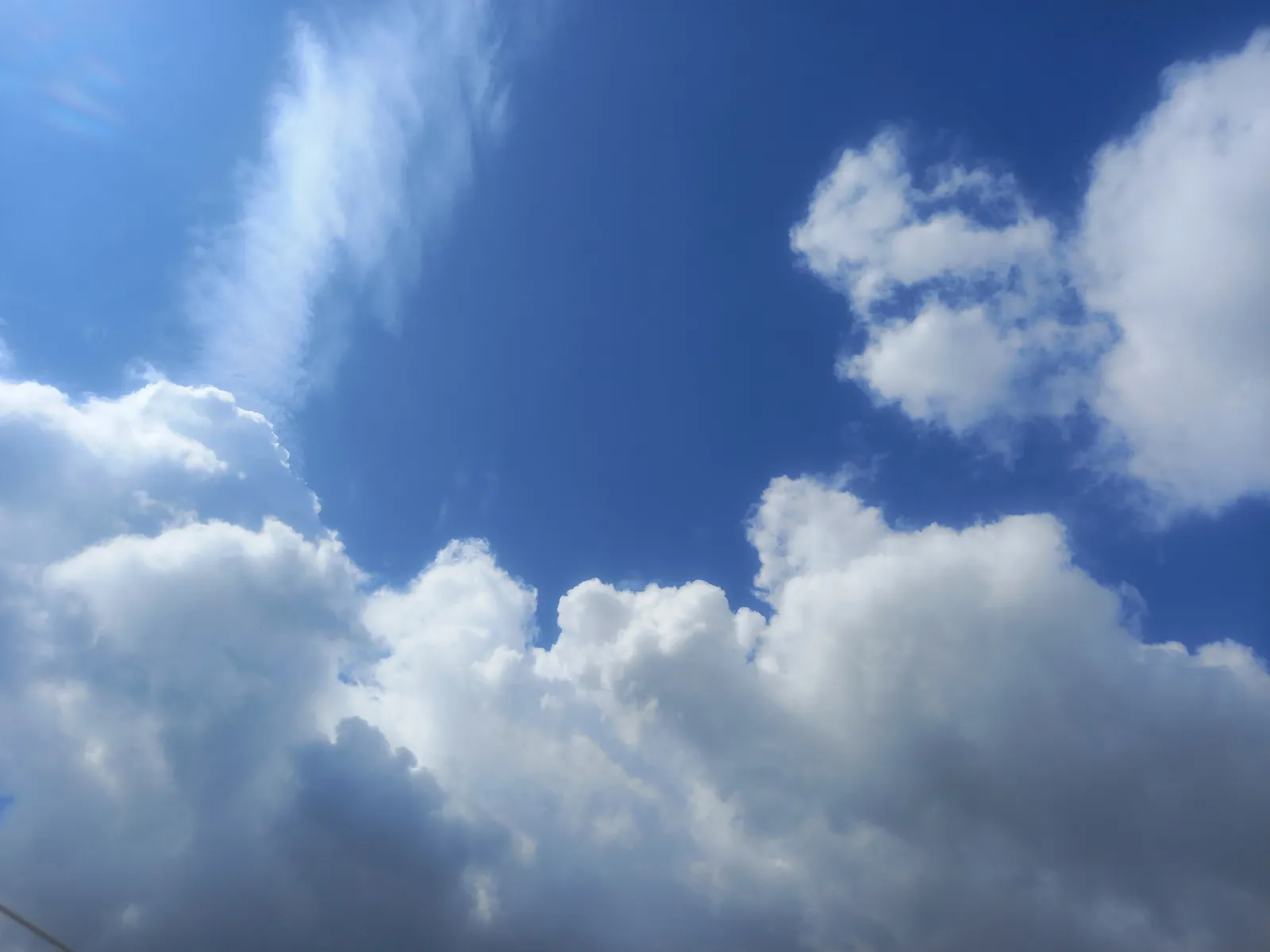 Буш сәңгелдәк