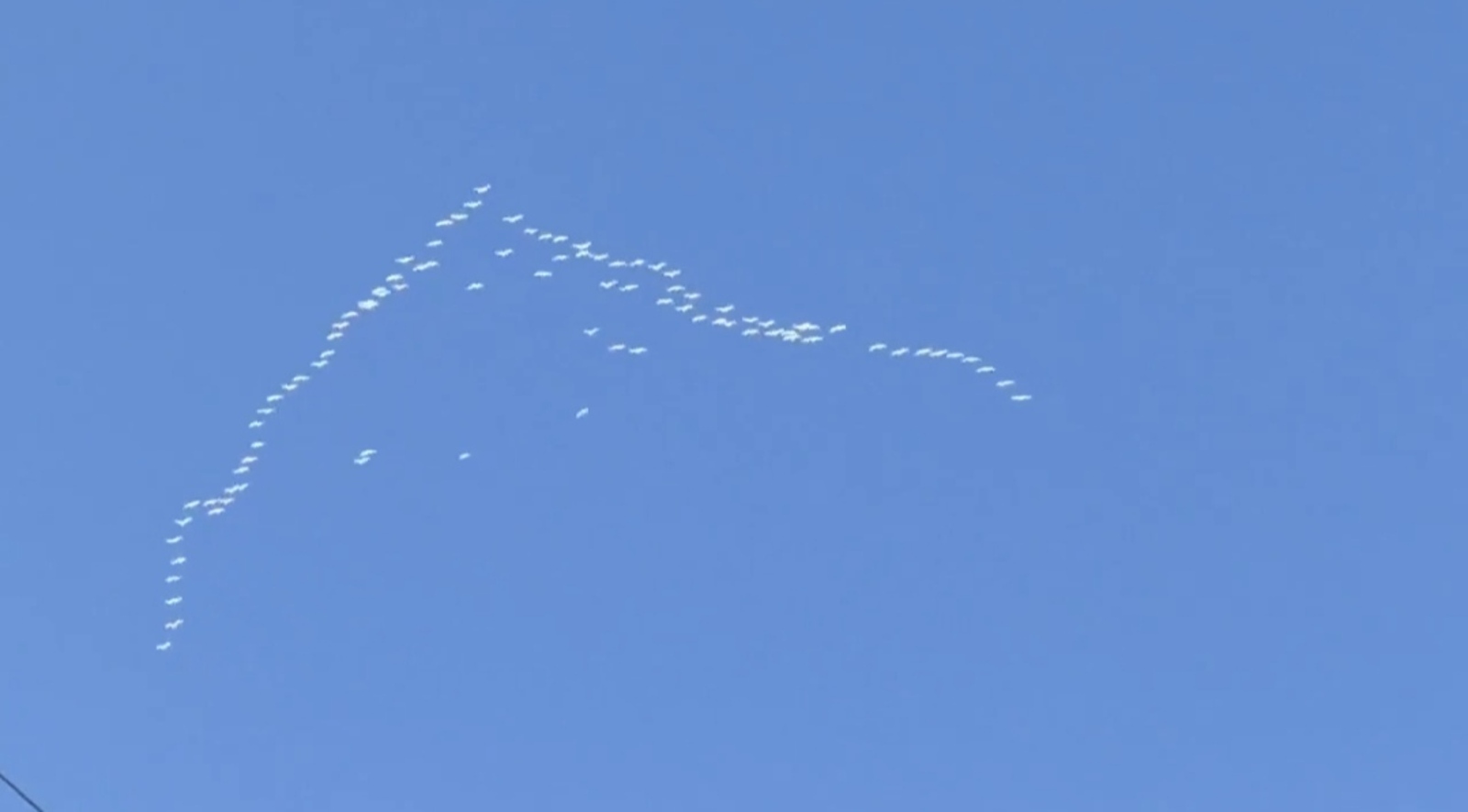 Баймаҡ яҡтарына аҡҡоштар ҡайтты