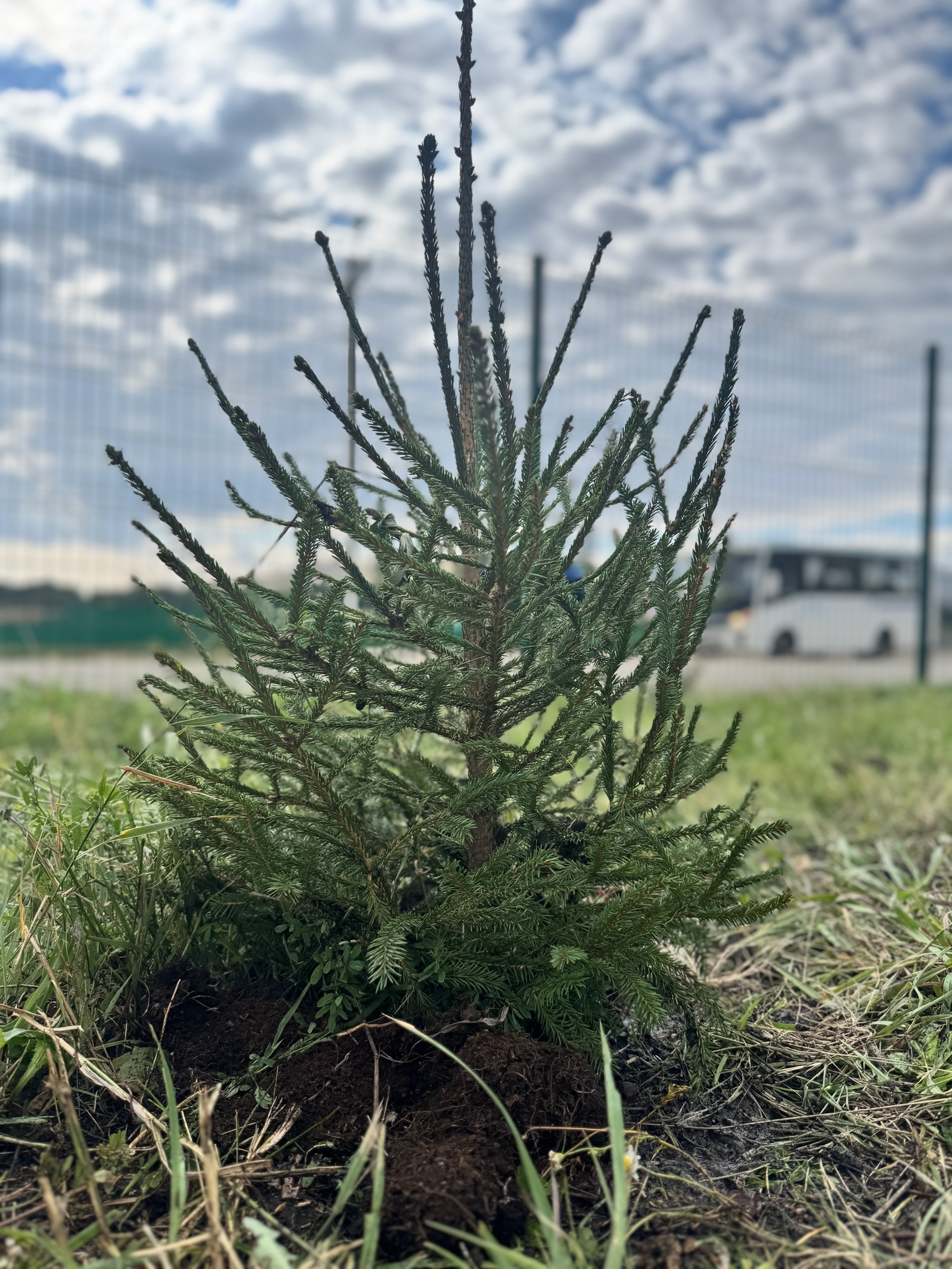 Иҫке Сибайҙа - "Хәтер аллея"һы акцияһы