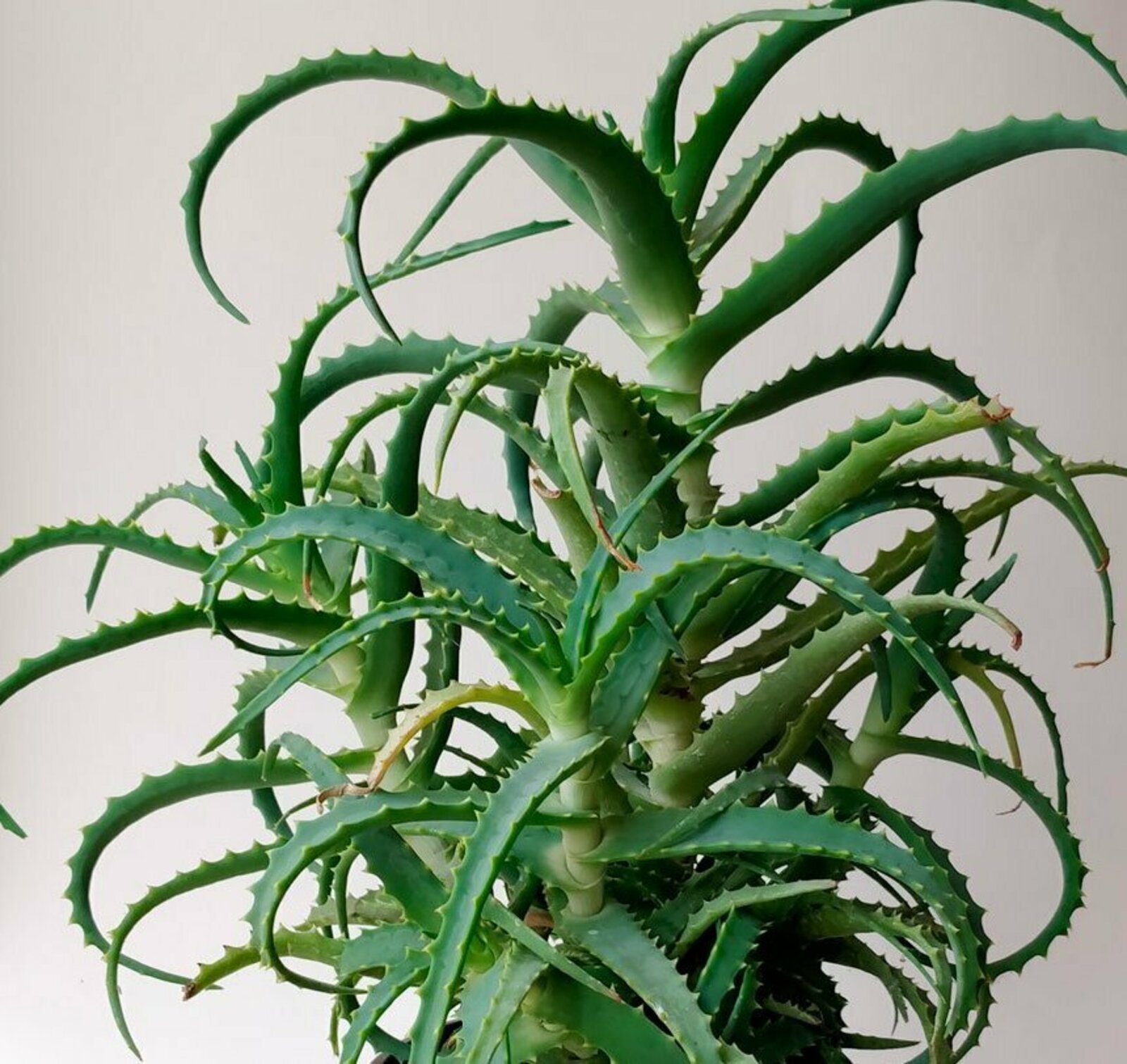 Кешелек тарихындағы иң боронғо дауаланыу рецептарының береһе