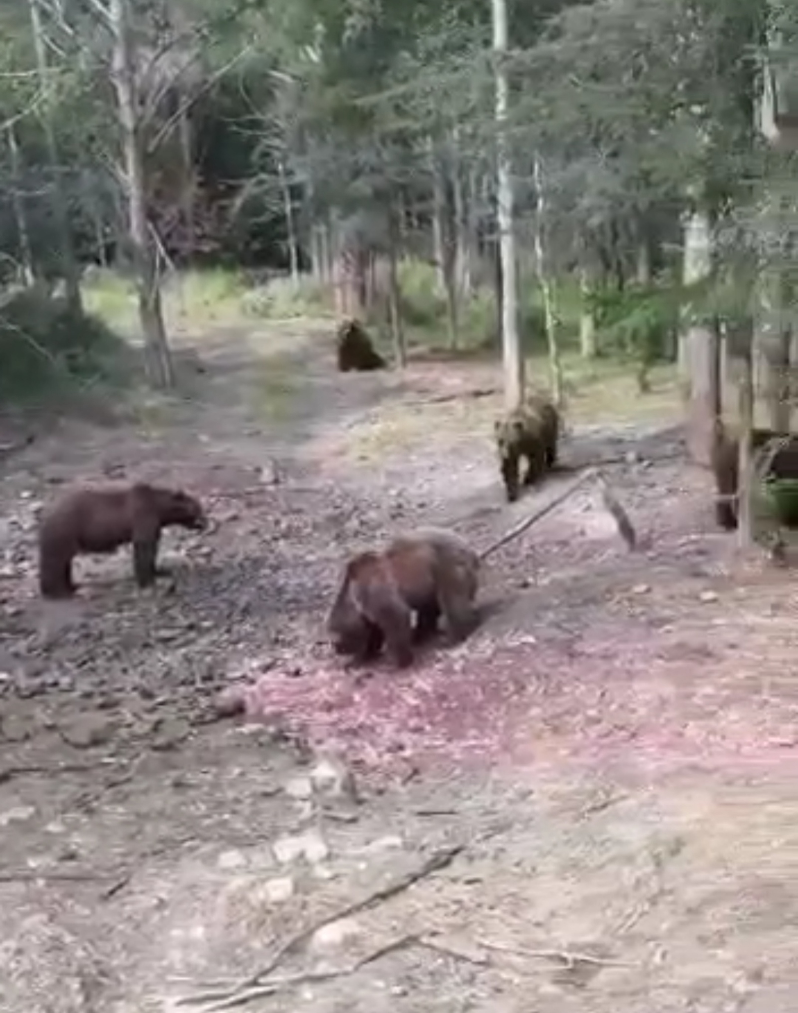 Баймырҙа айыуҙары