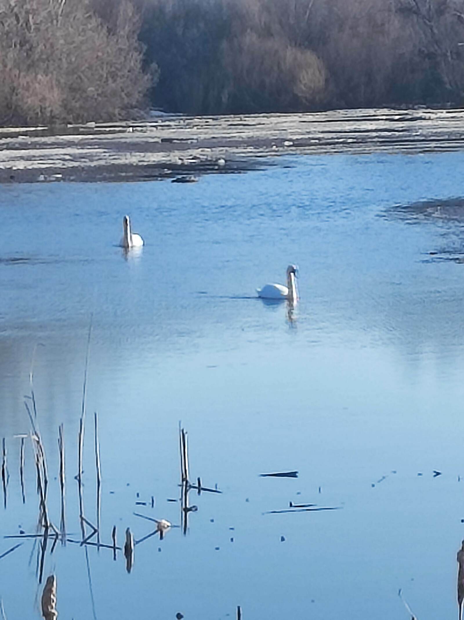 Баймаҡҡа аҡҡоштар ҡайтты