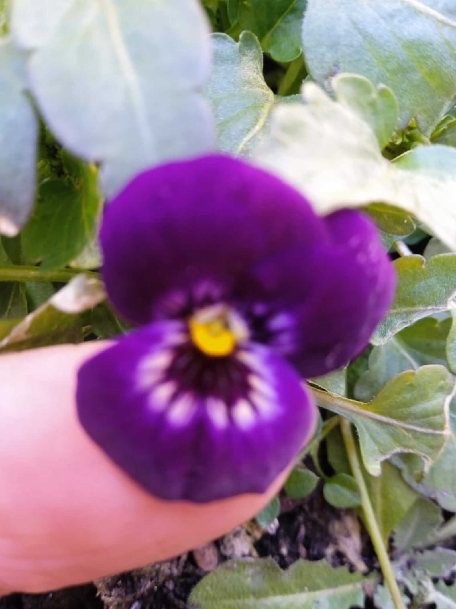 Ҡышҡы сәскәләр