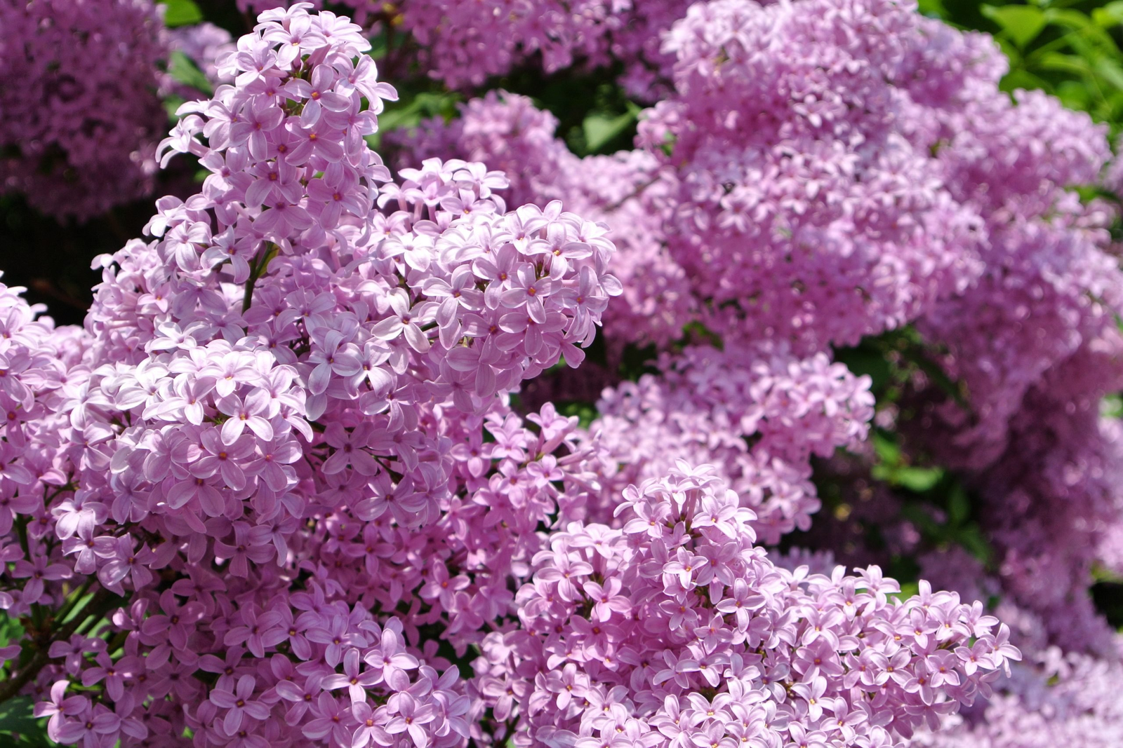 Уны бала саҡтан сихырсы тип йөрөтәләр