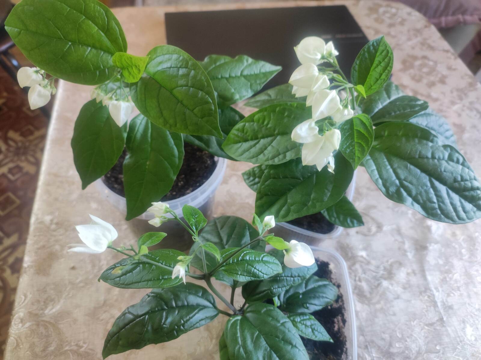 Гөлдәрем һәр саҡ сәскә ата