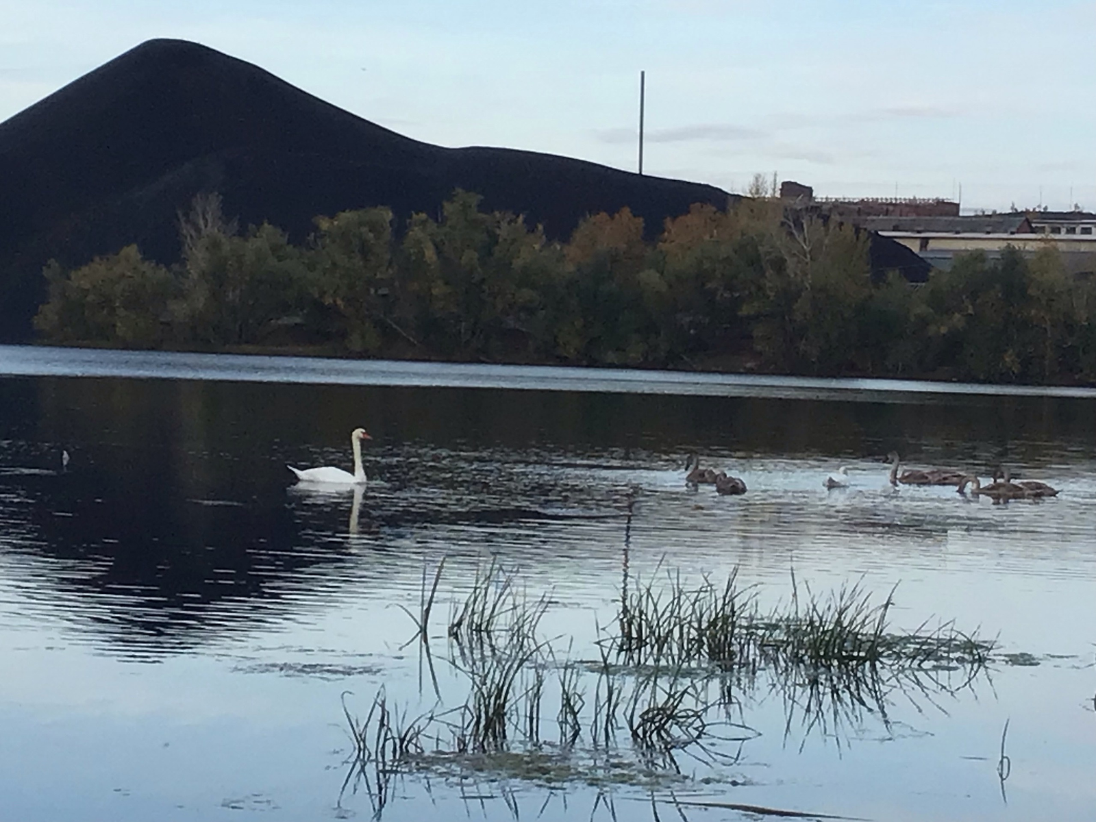 Аҡҡош ҡарғышы